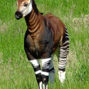 Go to this species on the OneZoom tree of life