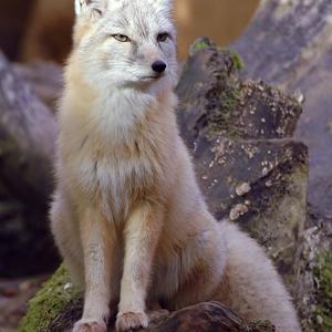 Go to this species on the OneZoom tree of life