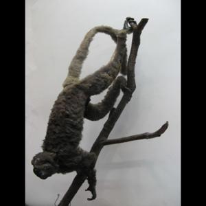 Go to this species on the OneZoom tree of life
