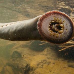 Go to this species on the OneZoom tree of life