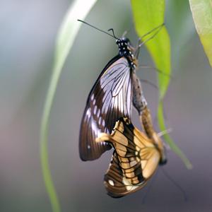 Go to this species on the OneZoom tree of life