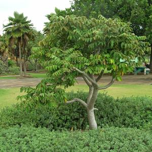 Go to this species on the OneZoom tree of life