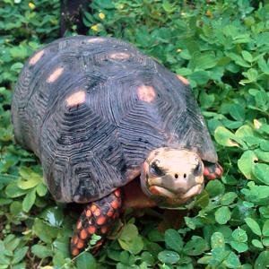 Go to this species on the OneZoom tree of life