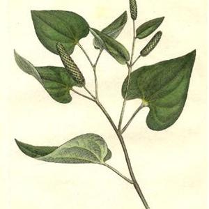 Go to this species on the OneZoom tree of life