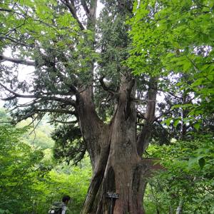 Go to this species on the OneZoom tree of life