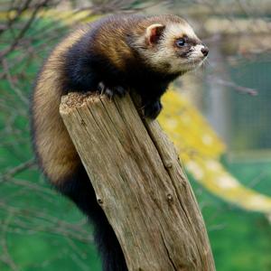 Go to this species on the OneZoom tree of life