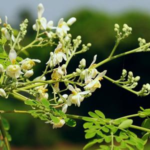Go to this species on the OneZoom tree of life