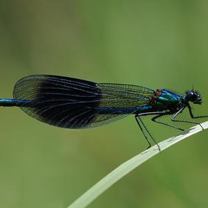 Go to this species on the OneZoom tree of life