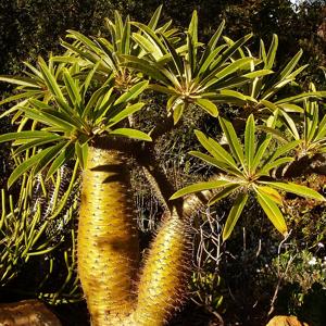 Go to this species on the OneZoom tree of life