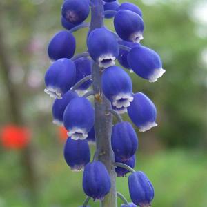 Go to this species on the OneZoom tree of life