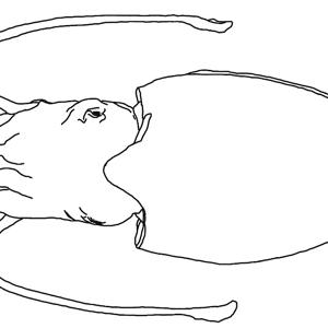 Go to this species on the OneZoom tree of life