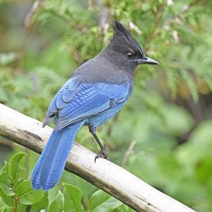 Go to this species on the OneZoom tree of life