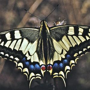 Go to this species on the OneZoom tree of life