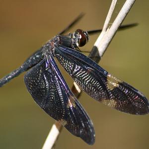 Go to this species on the OneZoom tree of life