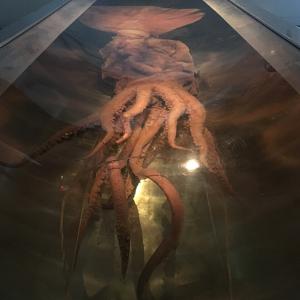 Go to this species on the OneZoom tree of life