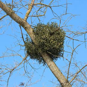 Go to this species on the OneZoom tree of life