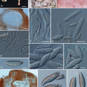 Go to this species on the OneZoom tree of life