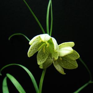 Go to this species on the OneZoom tree of life