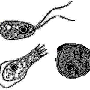 Go to this species on the OneZoom tree of life