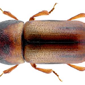 Go to this species on the OneZoom tree of life