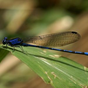 Go to this species on the OneZoom tree of life