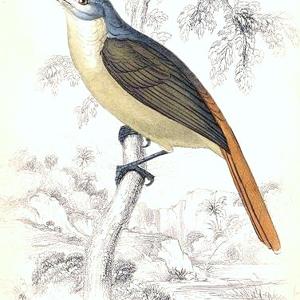Go to this species on the OneZoom tree of life