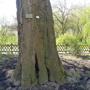 Go to this species on the OneZoom tree of life