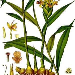 Go to this species on the OneZoom tree of life