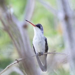 Hummingbirds