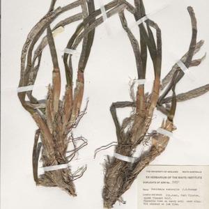 Go to this species on the OneZoom tree of life
