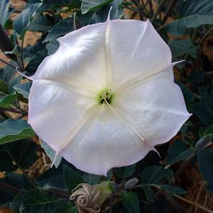 Go to this species on the OneZoom tree of life