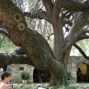Go to this species on the OneZoom tree of life