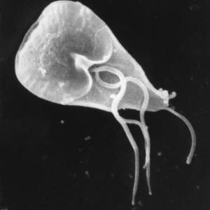 Go to this species on the OneZoom tree of life