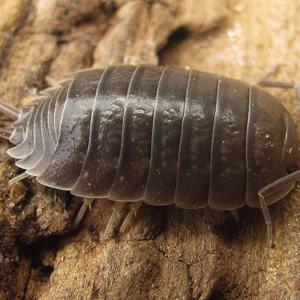 Go to this species on the OneZoom tree of life