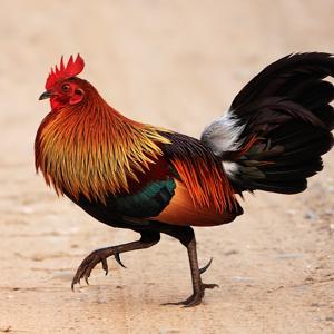 Go to this species on the OneZoom tree of life