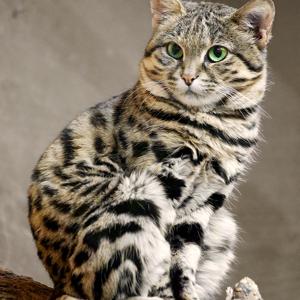 Go to this species on the OneZoom tree of life