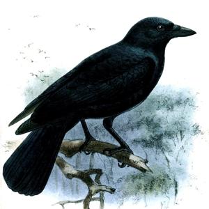 Go to this species on the OneZoom tree of life