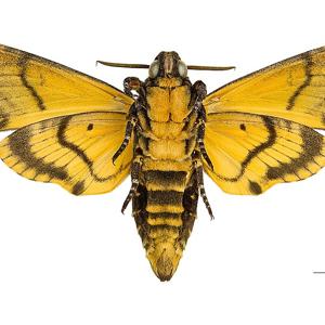 Go to this species on the OneZoom tree of life