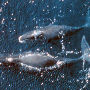 Go to this species on the OneZoom tree of life