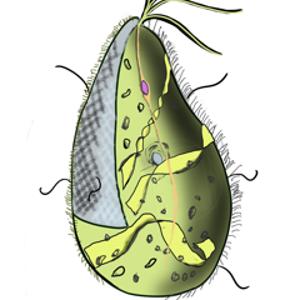 © Akrasia25 / CC-BY-SA-4.0 (https://creativecommons.org/licenses/by-sa/4.0) Go to this species on the OneZoom tree of life