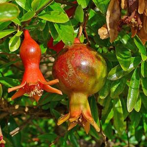 Go to this species on the OneZoom tree of life