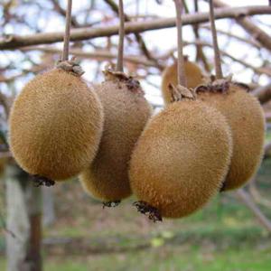 Go to this species on the OneZoom tree of life
