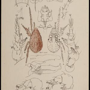 Go to this species on the OneZoom tree of life