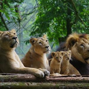 Go to this species on the OneZoom tree of life