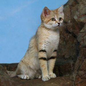 Go to this species on the OneZoom tree of life