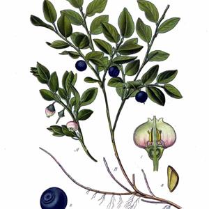 Go to this species on the OneZoom tree of life