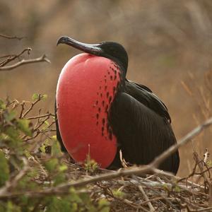 Go to this species on the OneZoom tree of life