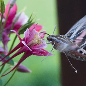 Butterflies and moths