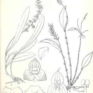 Orchids