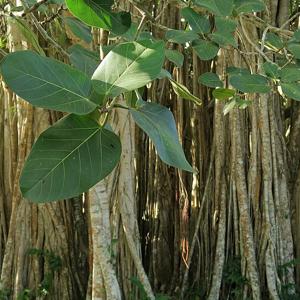 Go to this species on the OneZoom tree of life